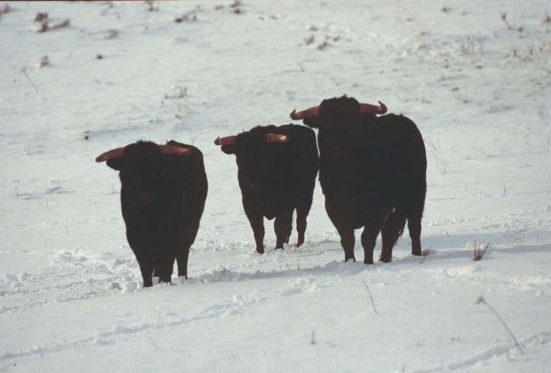 Toros-09.jpg
