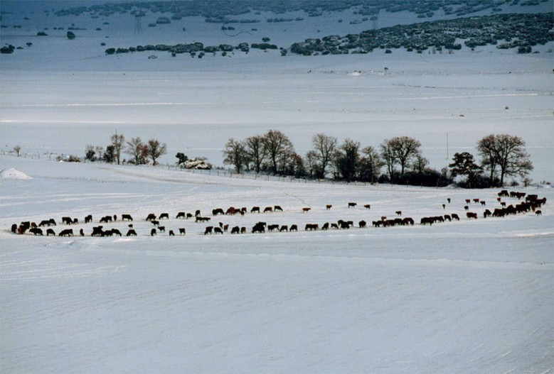 Toros-30.jpg